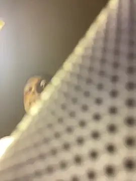 ChefD_ Chat XXX live