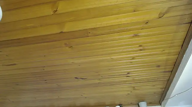 AyameFoxy 即時 XXX 聊天