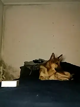 Chat XXX Live ninja_gostosinha