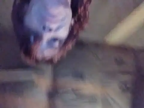 Živý XXX chat spundarella420