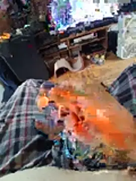 Papabear98 webcam show