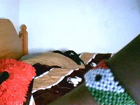 Онлайн чат XXX Prickly_ebony