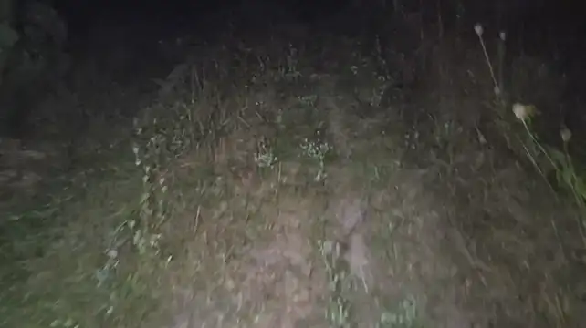 Chat XXX Live Vuitton