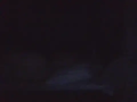 kikodaf1n Webbikameraesitys
