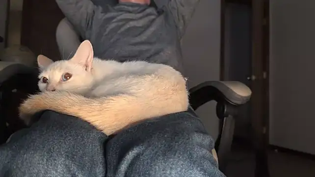 Živý XXX chat Opondestre00420