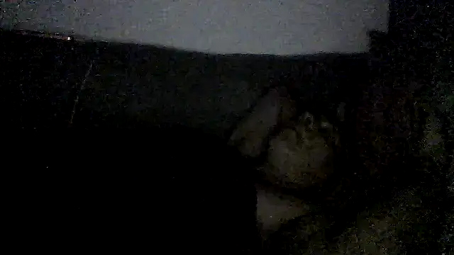 Show de webcam de dogfrota