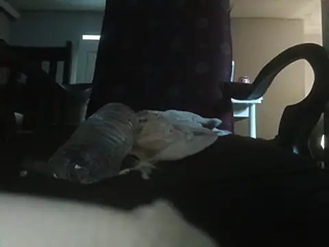 watchingme Webcam show