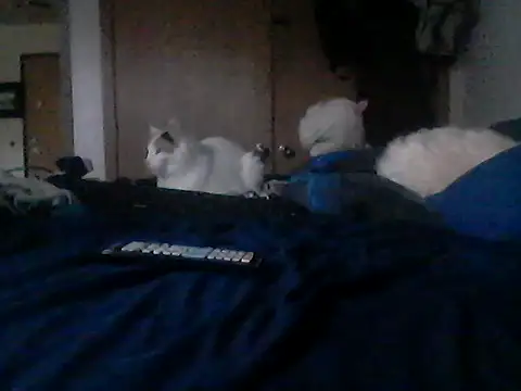 Show webcam de Silencio26