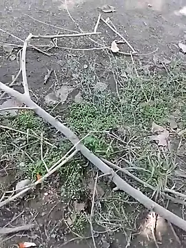 Вебкам-шоу hornny_boy35