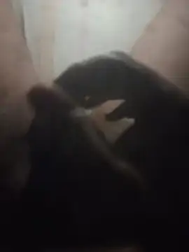 Pakayahuthta Show Webcam