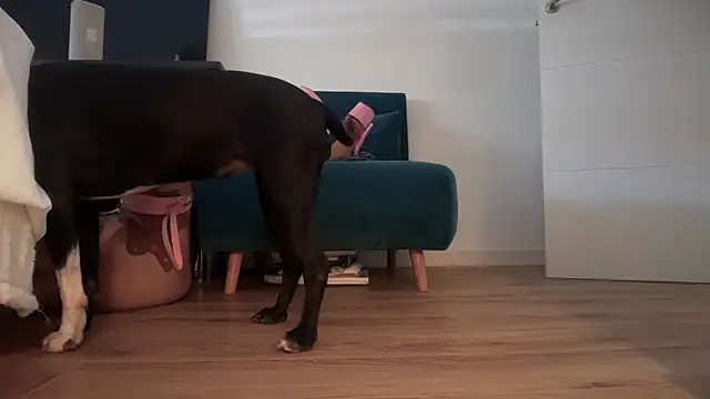 tsdarlabarbie – Live XXX-chat