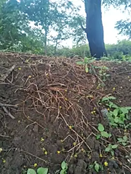 Patil3416n Webbikameraesitys