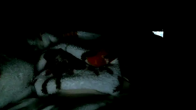 Chat +18 de SexyB214 ao vivo