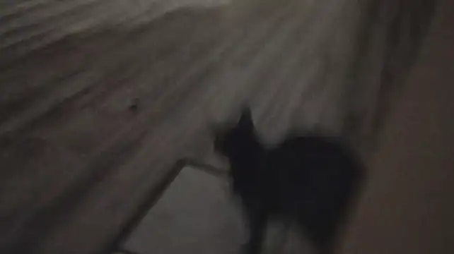 Opondestre00420 élő XXX-chatje