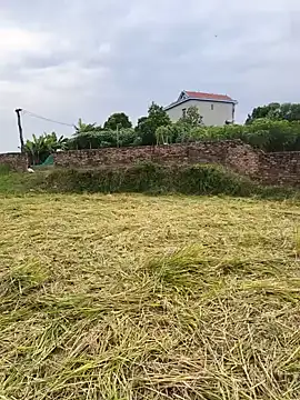 Sweet-Berryy Show Webcam