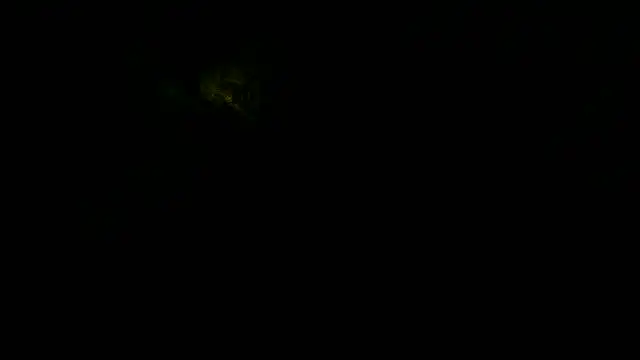 Show webcam de flayeyena