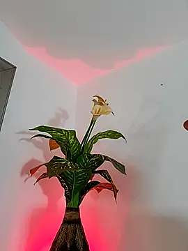 AlinnaRosee_'s Live XXX Chat