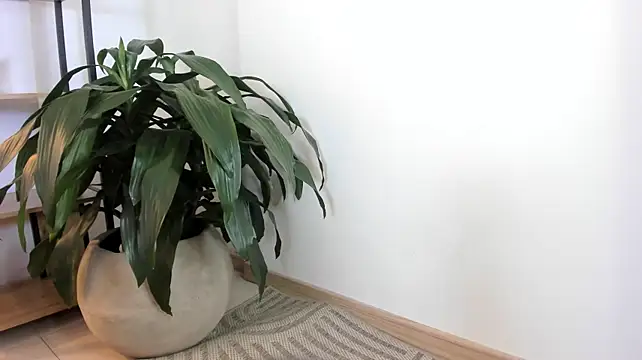 Živý XXX chat AliiceWonderland_