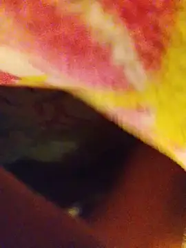 StuffedSapper Webcamshow