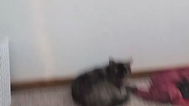 Opondestre00420 élő XXX-chatje