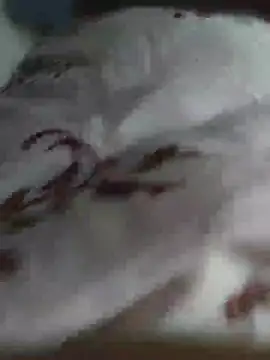 RYANWONG2411 Show in webcam