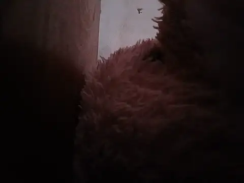 LadyEdi_X Pertunjukan Webcam