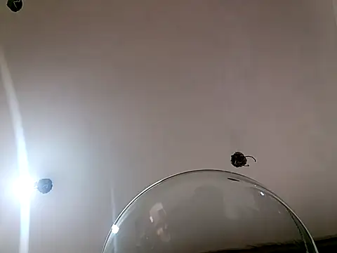 xandra252 Live XXX-Chat