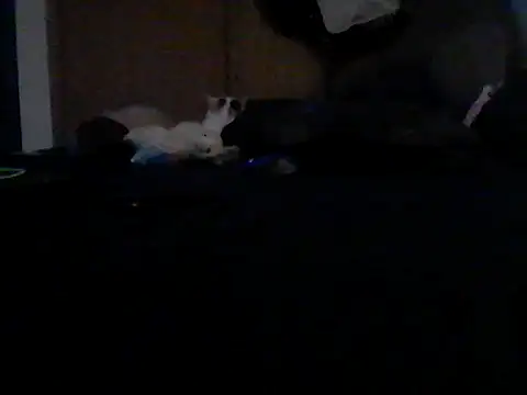 Silencio26 Chat XXX in diretta
