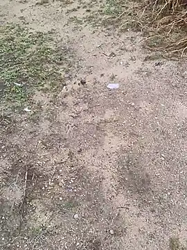 rameshmry1のウェブカメラショー