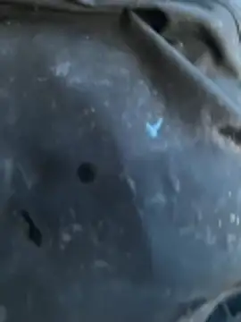 BBC_LONGPIPE22: απευθείας συνομιλία ΧΧΧ
