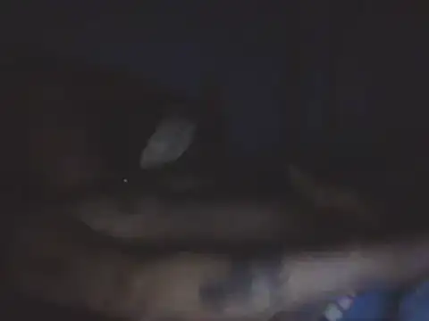 SHARPSkinhead Live XXX Chat