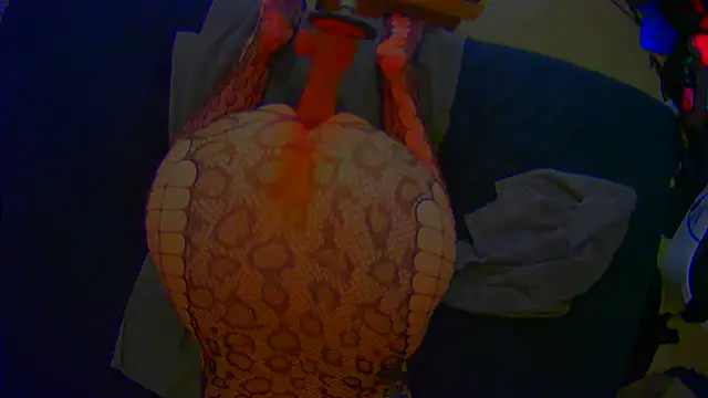 geilebttm Live XXX-Chat