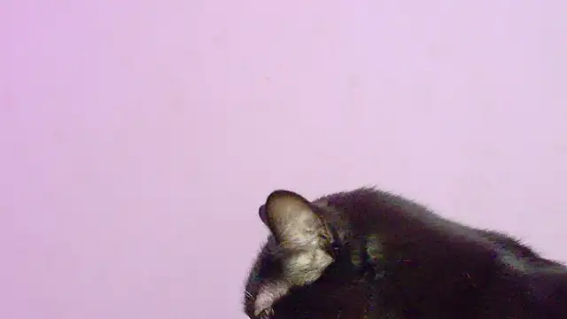 Sachi_Meow Chat XXX in diretta
