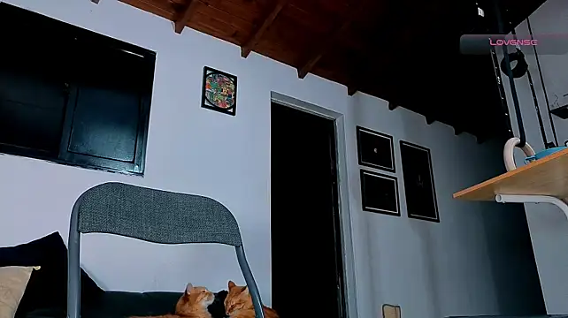 دردشة SilvaBranko الجنسية المباشرة
