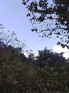 Buong-binh 现场XXX聊天