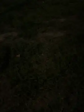 Chat XXX ao vivo de F0X89