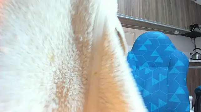 KellyShibary লাইভ XXX চ্যাট
