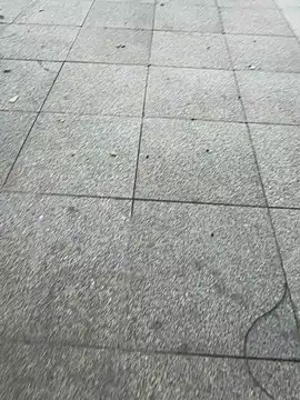 pestcock Pertunjukan Webcam