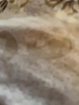 عرض كام BroodyTenement