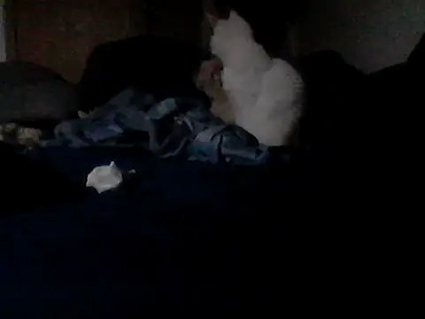 Chat XXX en directo de Silencio26