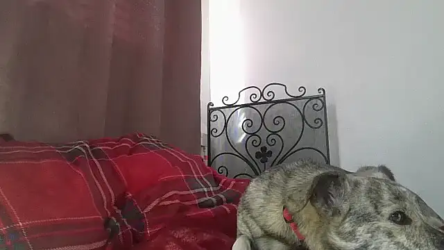murphthegurth Live XXX-chat