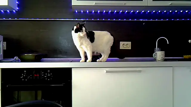 Živý XXX chat AnitaWillias