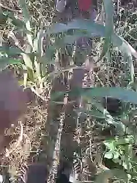 delhicouple50 Show Webcam