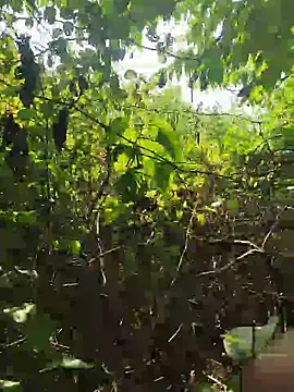 lambakooli Chat XXX live