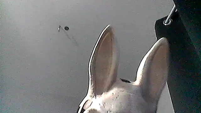 brodycollinsbro Webcam Show