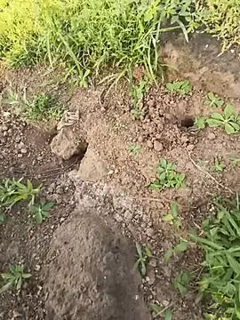 sam128hhbs webkamerás műsora