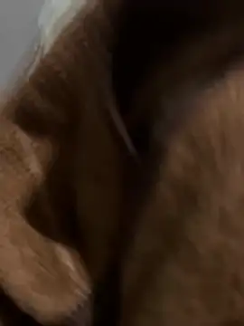 Chat XXX ao vivo de davisanos