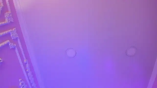 HazellSmit 라이브 XXX 채팅