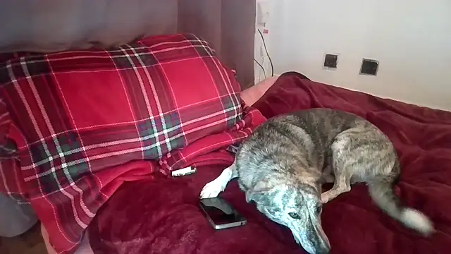 murphthegurth Live XXX-Chat