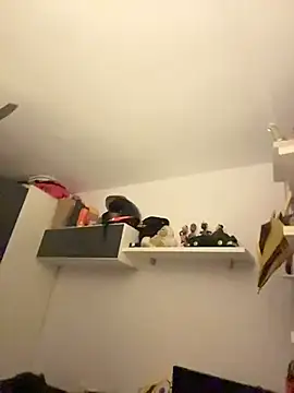 zurdineno webcam show